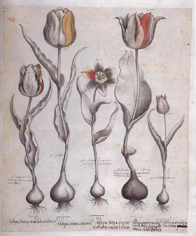 Basilius Besler Drawing for the Hortus Eystettensis Norge oil painting art
